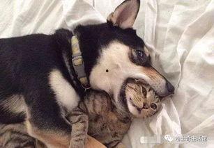 郑州爆料猫咪视频最新,萌宠瞬间引发网友热议  第1张