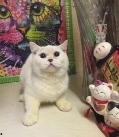 郑州爆料猫咪视频最新,萌宠瞬间引发网友热议  第3张